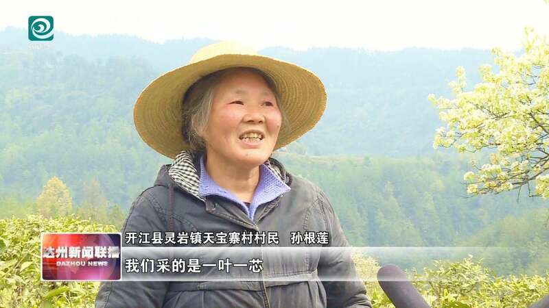 达州：春山吐翠茶飘香 漫山新茶采收忙