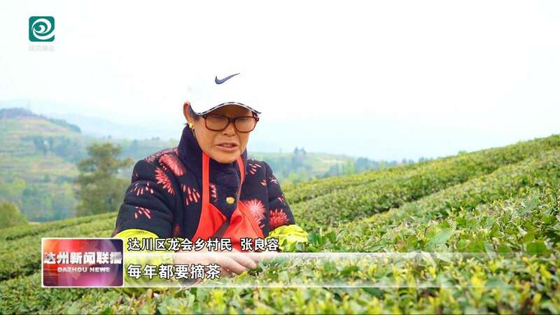 达州：春山吐翠茶飘香 漫山新茶采收忙