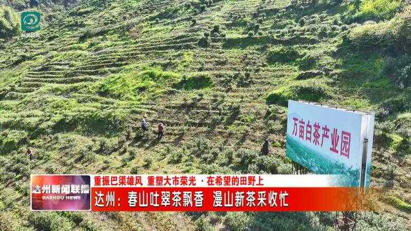 达州：春山吐翠茶飘香 漫山新茶采收忙