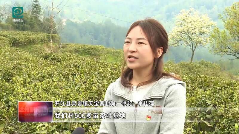 达州：春山吐翠茶飘香 漫山新茶采收忙