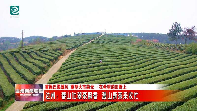 达州：春山吐翠茶飘香 漫山新茶采收忙