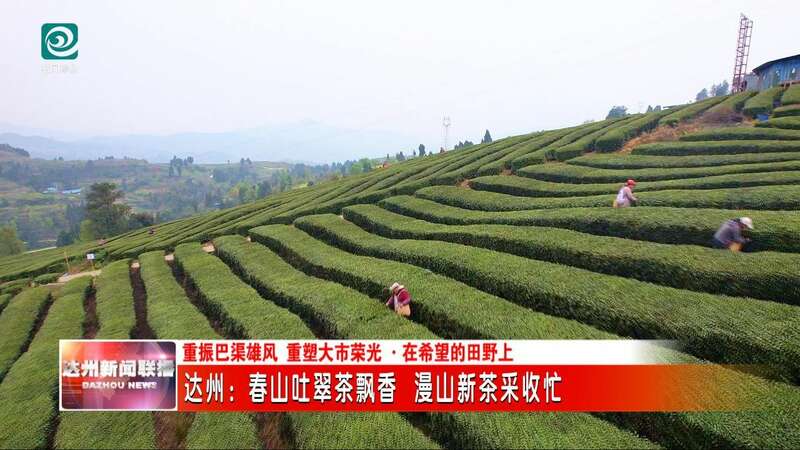 达州：春山吐翠茶飘香 漫山新茶采收忙