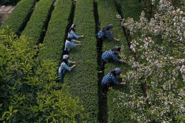 下一站，成都茶要泡出千亿产业