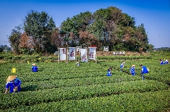 下一站，成都茶要泡出千亿产业