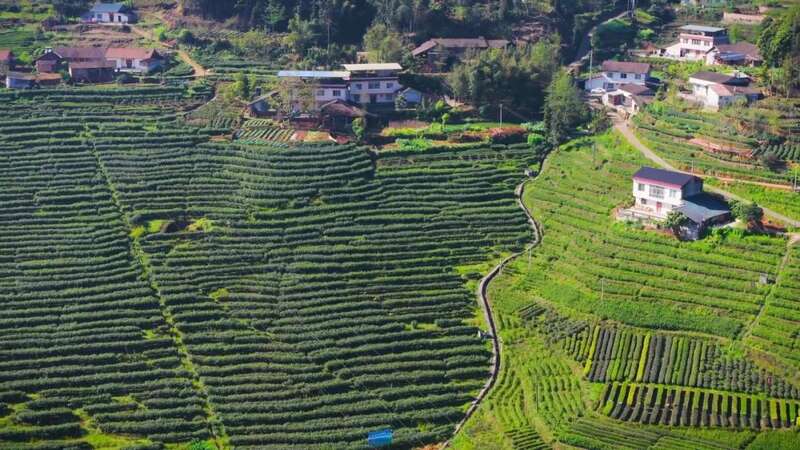 “紫”气东来！沐川紫茶盛宴即将启幕！