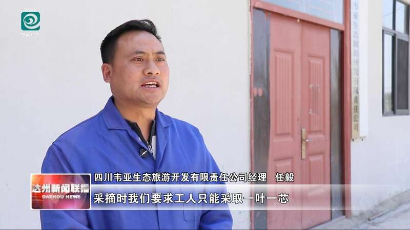 达州：春山吐翠茶飘香 漫山新茶采收忙