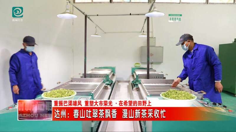 达州：春山吐翠茶飘香 漫山新茶采收忙