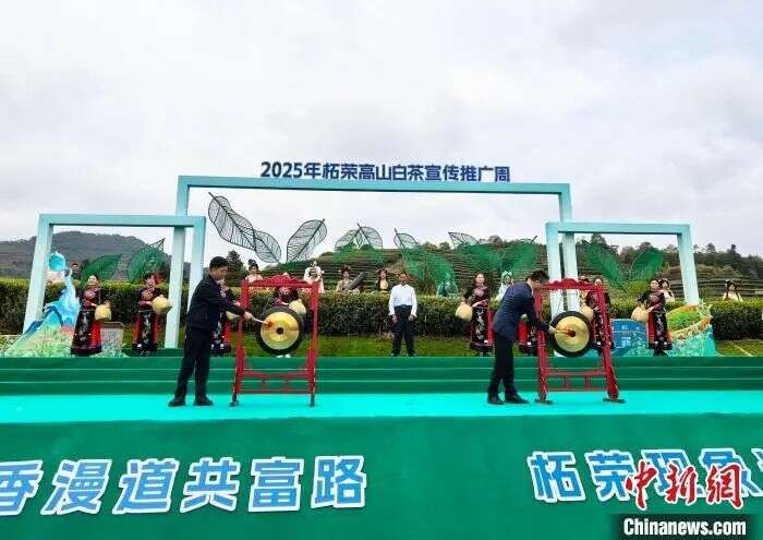 2025年柘荣高山白茶宣传推广周开幕式举办