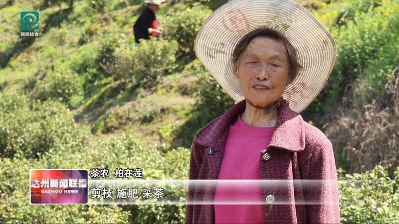 达州：春山吐翠茶飘香 漫山新茶采收忙