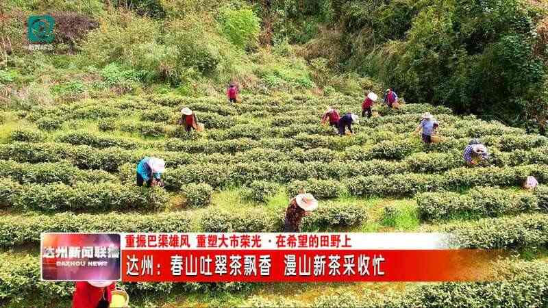 达州：春山吐翠茶飘香 漫山新茶采收忙