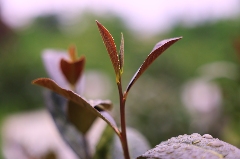 “紫”气东来！沐川紫茶盛宴即将启幕！