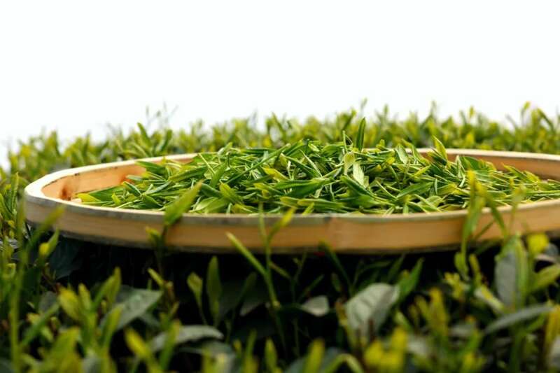 从茶园到“丝路” 乐山沐川120万斤春茶这样“闯世界”