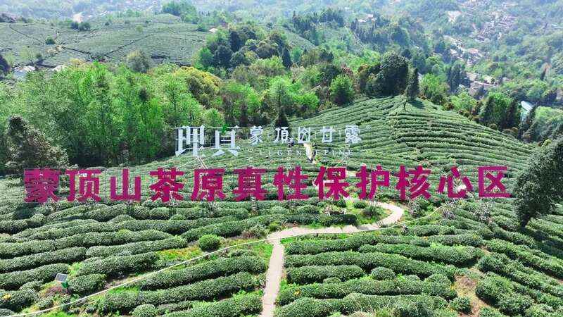 蒙顶山茶原真性保护茶园全面开采