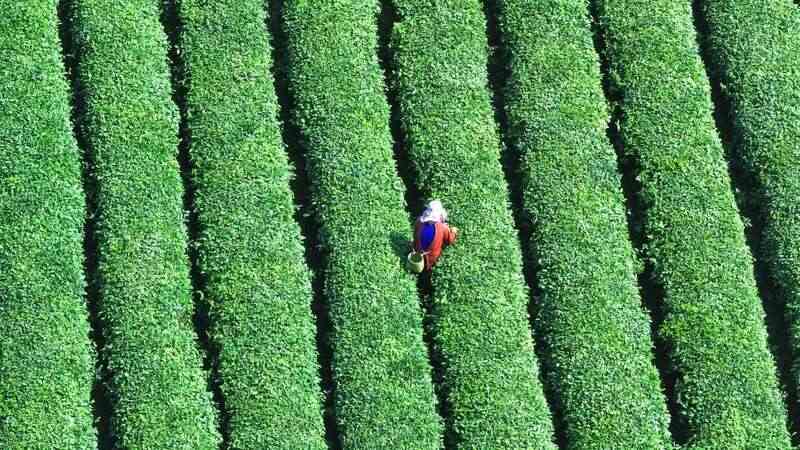 蒙顶山茶原真性保护茶园全面开采