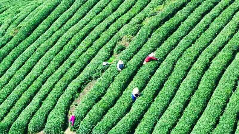 蒙顶山茶原真性保护茶园全面开采