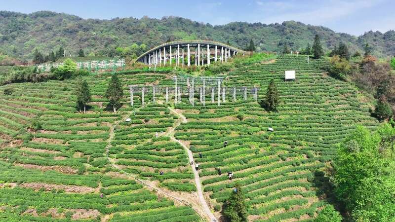 蒙顶山茶原真性保护茶园全面开采