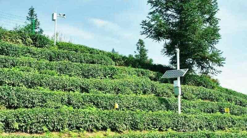 蒙顶山茶原真性保护茶园全面开采