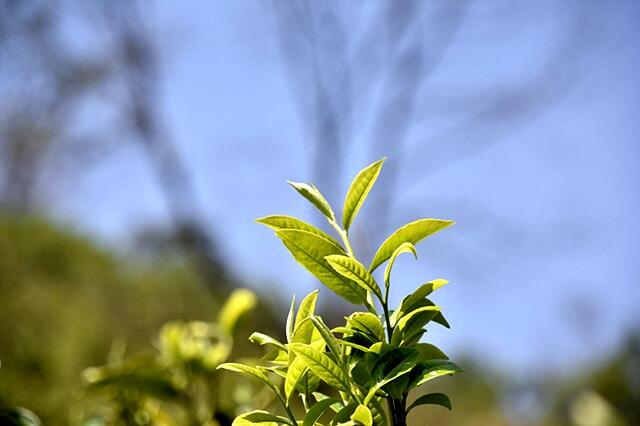 最高95000元/公斤！云南2025年春茶预报价公布