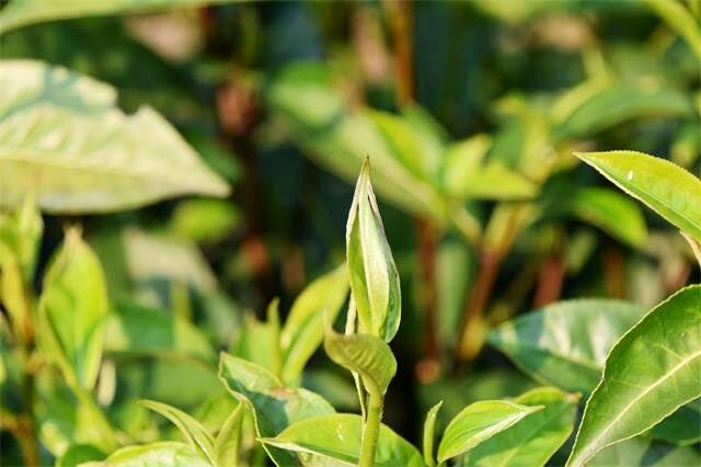 最高95000元/公斤！云南2025年春茶预报价公布