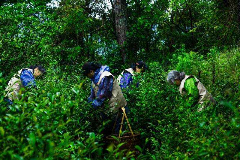 好魔幻！福建绿茶“挤”进前排，却在本省活成了小透明……