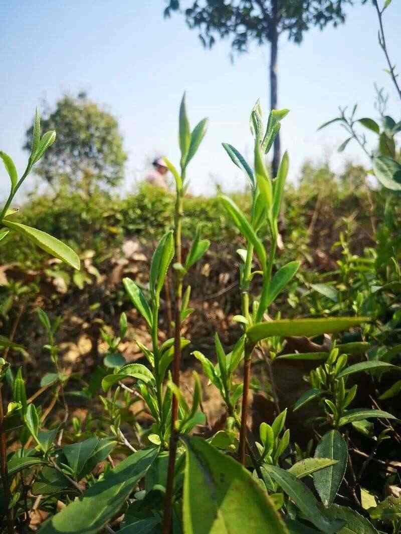 2025全国三月茶情