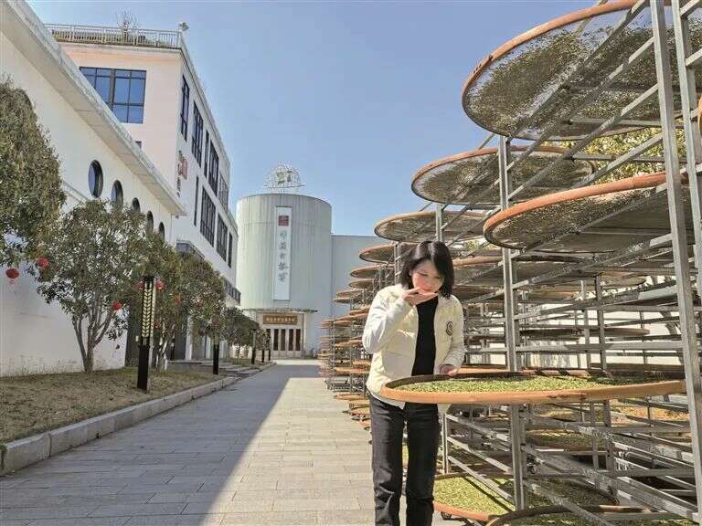 “茶委员”：驱动福鼎白茶产业发展的“引擎”