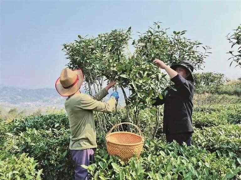 “茶委员”：驱动福鼎白茶产业发展的“引擎”