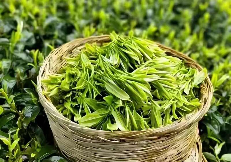 好魔幻！福建绿茶“挤”进前排，却在本省活成了小透明……