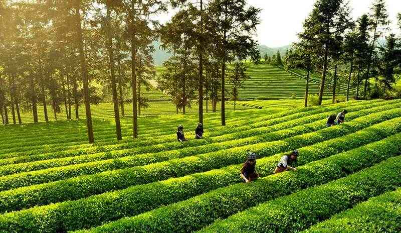 2025全国三月茶情