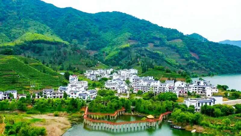 在黄山，看传统茶产业如何“老树”发“新芽”？