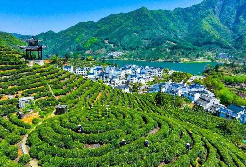 在黄山，看传统茶产业如何“老树”发“新芽”？