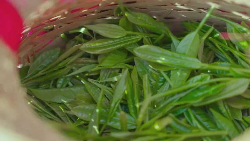 在黄山，看传统茶产业如何“老树”发“新芽”？