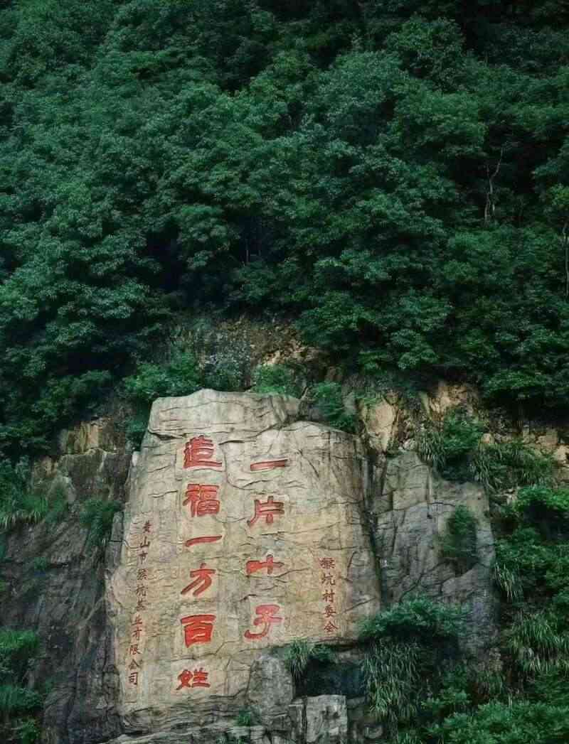 在黄山，看传统茶产业如何“老树”发“新芽”？