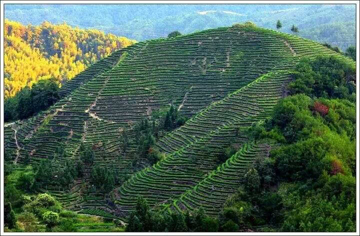 寿宁：茶香漫寿邑，新绿吐芬芳