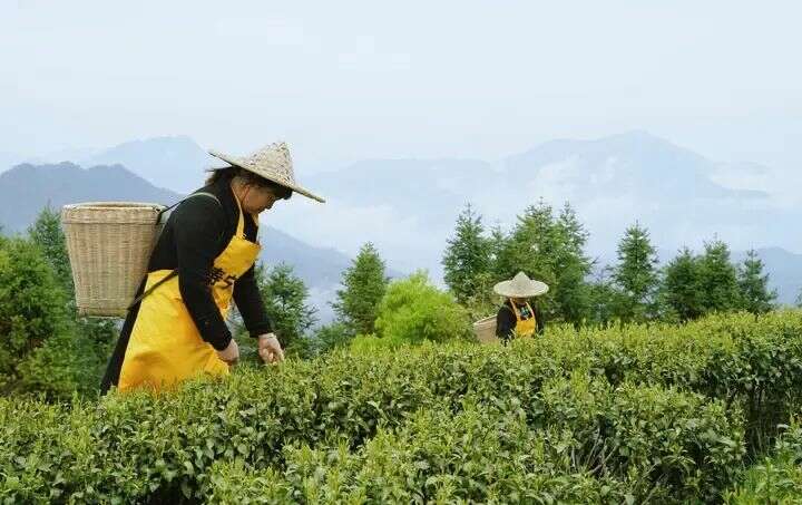 寿宁：茶香漫寿邑，新绿吐芬芳