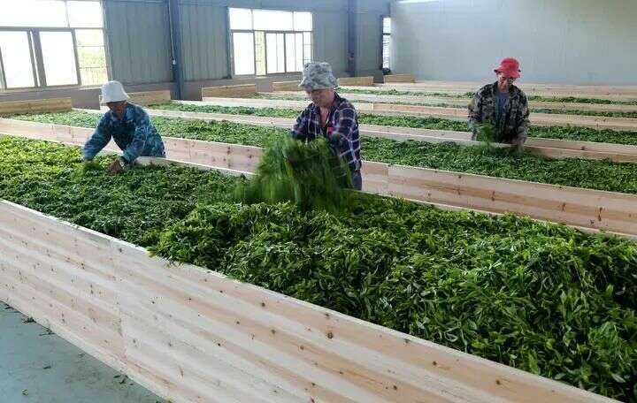 寿宁：茶香漫寿邑，新绿吐芬芳