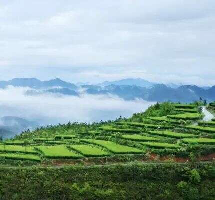 寿宁：茶香漫寿邑，新绿吐芬芳