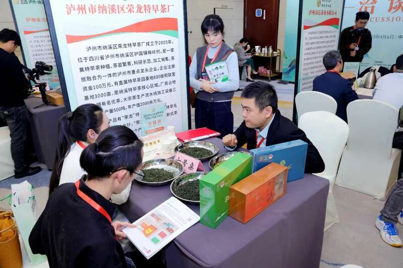 全国客商云集成都，共品中国春天的第一杯茶：纳溪特早茶