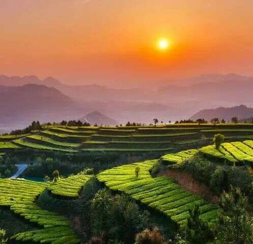 寿宁：茶香漫寿邑，新绿吐芬芳