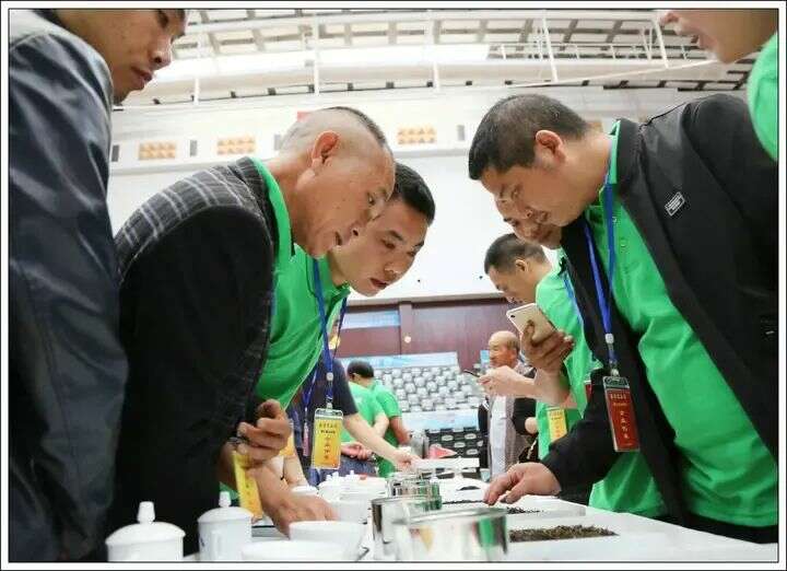 寿宁：茶香漫寿邑，新绿吐芬芳