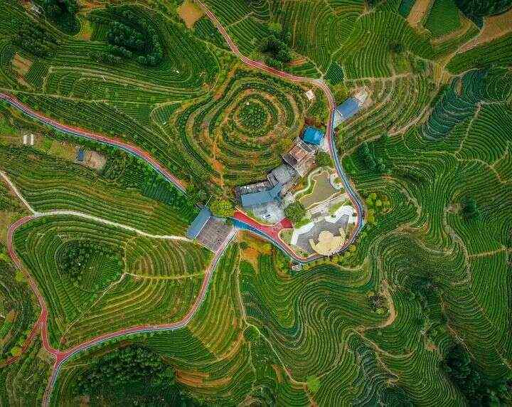 寿宁：茶香漫寿邑，新绿吐芬芳