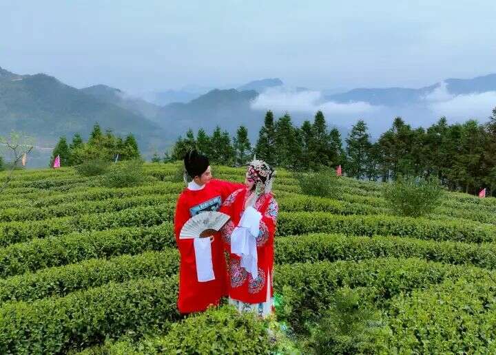 寿宁：茶香漫寿邑，新绿吐芬芳