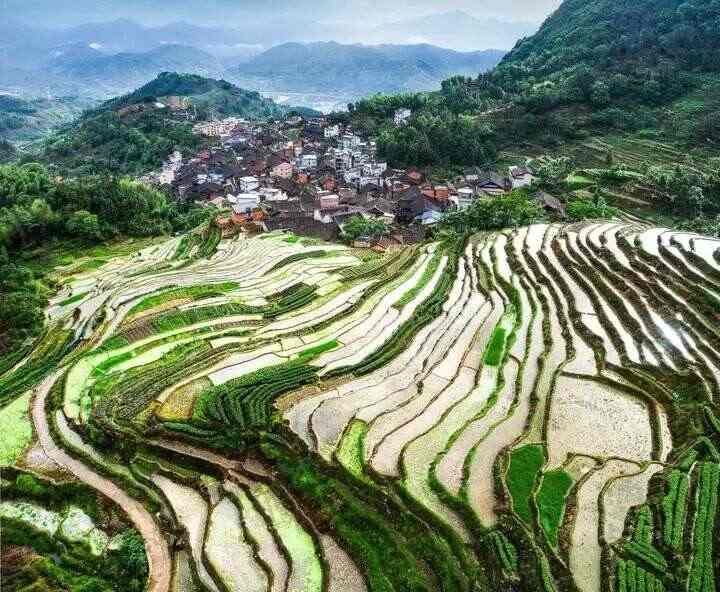 寿宁：茶香漫寿邑，新绿吐芬芳