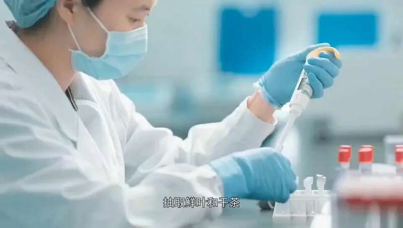 一叶一码见真心，数字技术守茶香 新质生产力如何赋能太平猴魁