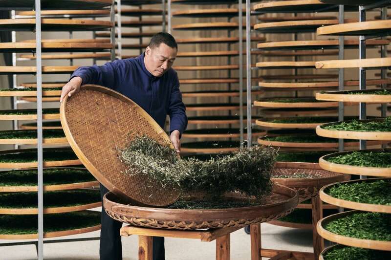 活态非遗传承！解锁福鼎白茶品牌化发展新路径！