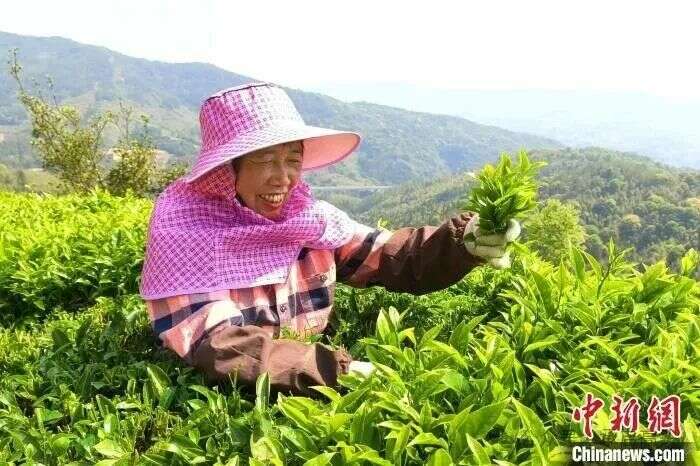 永定：2000亩春茶采摘正酣，绘就乡村振兴新图景