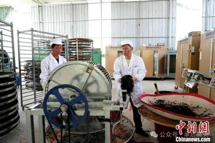 永定：2000亩春茶采摘正酣，绘就乡村振兴新图景