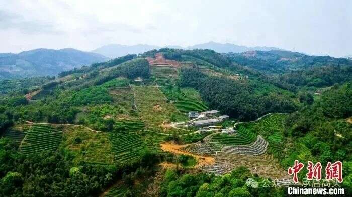 永定：2000亩春茶采摘正酣，绘就乡村振兴新图景