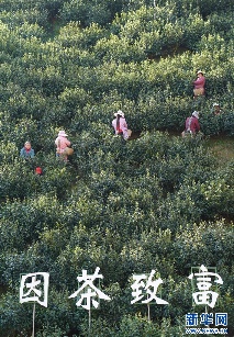 茶乡紫阳：科技巧赋能 绿叶变“金叶”