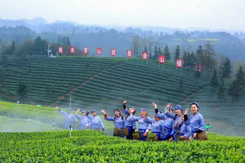 2025泸州·纳溪特早茶成都双会场盛典将于4月6日启幕